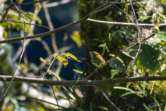 Pteruthius aenobarbus