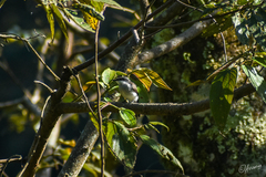 Hemipus hirundinaceus