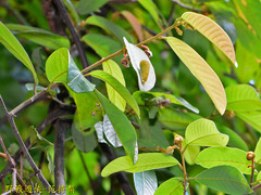 Graphium doson postianus