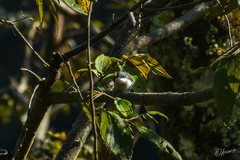 Hemipus hirundinaceus