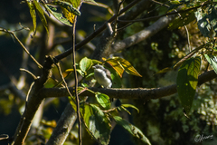 Hemipus hirundinaceus