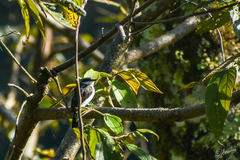 Hemipus hirundinaceus