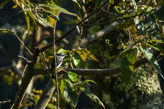 Hemipus hirundinaceus