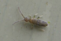 Entomobrya nivalis