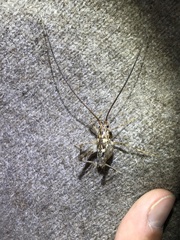 Pleioplectron simplex