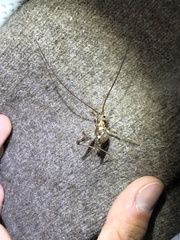 Pleioplectron simplex