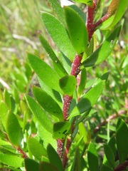 Persoonia recedens