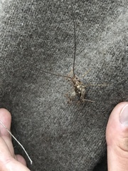 Pleioplectron simplex