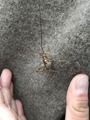 Pleioplectron simplex