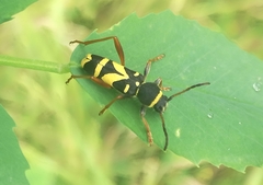 Clytus triangulimacula