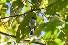 Ficedula westermanni