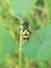 Clytus triangulimacula