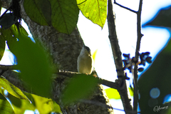 Hemipus hirundinaceus
