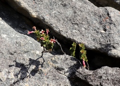 Sonderothamnus petraeus