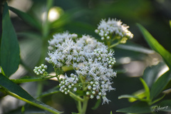 Austroeupatorium