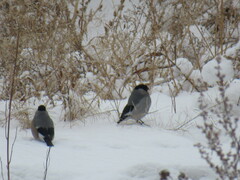 Pyrrhula pyrrhula cineracea
