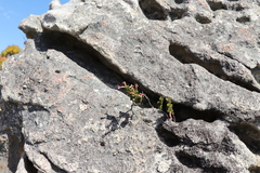 Sonderothamnus petraeus