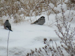 Pyrrhula pyrrhula cineracea