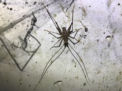 Pleioplectron simplex