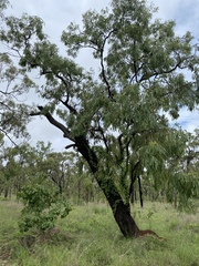 Eucalyptus leptophleba
