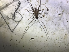 Pleioplectron simplex