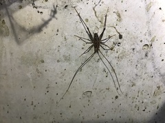 Pleioplectron simplex