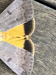 Ophiusa parcemacula