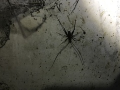 Pleioplectron simplex