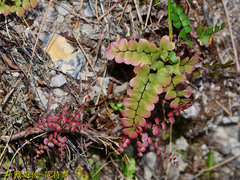 Adiantum flabellulatum