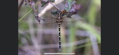 Synthemis eustalacta