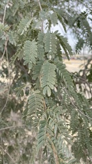 Prosopis cineraria