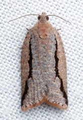 Meritastis