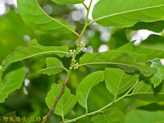 Casearia glomerata