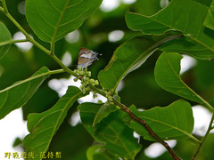 Horaga albimacula triumphalis
