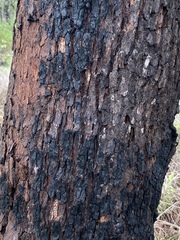 Corymbia polycarpa