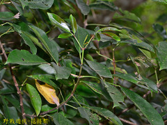 Turpinia ternata