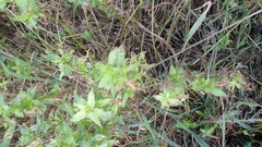 Mercurialis annua