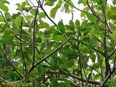 Dendrocnide meyeniana