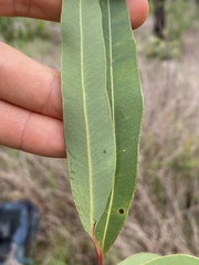 Corymbia polycarpa