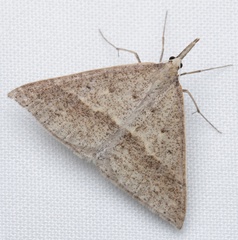 Epidesmia hypenaria