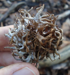 Andricus caputmedusae