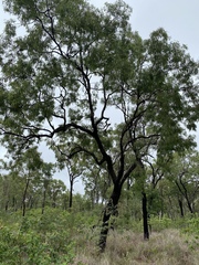 Corymbia polycarpa