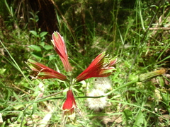 Alstroemeria psittacina