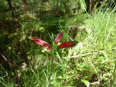 Alstroemeria psittacina
