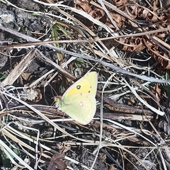 Colias fieldii