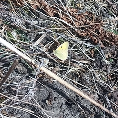 Colias fieldii