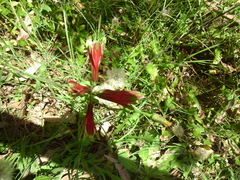 Alstroemeria psittacina
