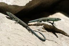 Dalmatolacerta oxycephala