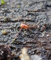Parasitidae