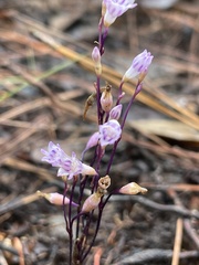 Apteria aphylla